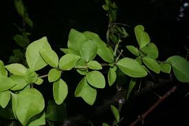 Image result for Pisonia aculeata