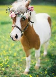 Instead Of Flower Crown Which I Fear Wouldn T Stay On Or Stay Intact How About A Necklace Of Yellow Grey White Paper Fl Cute Horses Animals Beautiful