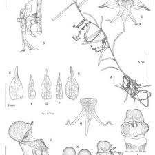 Image result for Tridactyle stevartiana