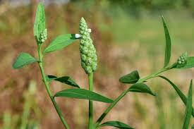 Image result for Sphenoclea zeylanica