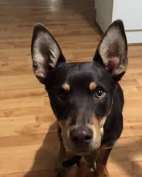 Mobile Uploads Kasey The Kelpie Australian Sheep Dogs Dog Breeds Dog List