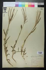 Image result for Digitaria sacculata