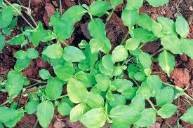 Image result for Commelina benghalensis