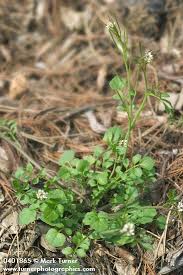 Image result for Cardamine