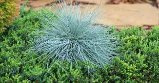 Image result for Festuca