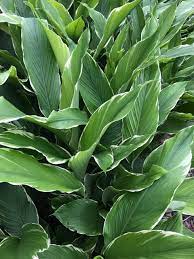 We did not find results for: Curcuma Sp Emperor Variegated Hidden Ginger Gingerwood Nursery