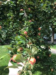 Can We Still Eat Apples If We Didn T Spray Prevent Bugs First Time Honey Crisp Apple Tree Owner Backyardorchard