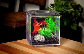 Water changes for betta fish tanks подробнее. I M A Fish Person Don T Buy Tiny Betta Tanks