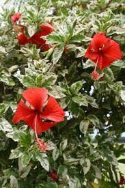 Snow Queen Variegated Hibiscus Tropical Plants Almost Eden