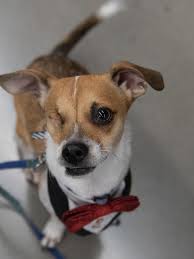 Not sure what pet is right for you? Las Vegas Woman Shares Dog Adoption Story Wins The Animal Foundation S 10k Grant Ksnv