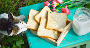 Whether raw, cooked, powdered or dehydrated. Can Cats Eat Bread A Complete Guide To Cats And Bread