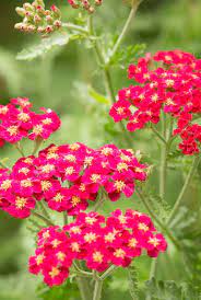 Plant identification red and pink flowers. 25 Best Red Flowers For Gardens Red Perennials And Annuals