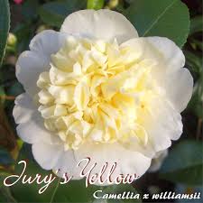 Kamelie Jurys Yellow Camellia X Williamsii 4 Bis 5 Jahrige Pflanze