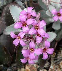 Image result for Kalanchoe latisepala
