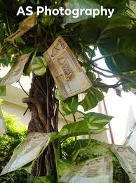 You have probably heard of the chinese money plant. A S Photography As Photography Real Money Plant Facebook