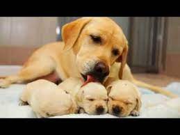 We did not find results for: Labrador Retriever Puppies Price In Sri Lanka Labrador Retriever Sri Lanka Sinhala Labradorpuppy Labradorretr Shenok Retrivera Retriver Novorozhdennye Shenki