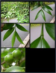 Image result for Nageia nagi