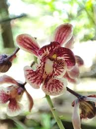 Image result for Oeceoclades saundersiana