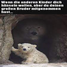 We did not find results for: Funpot Ein Pot Voller Spass Und Sehenswertem Polar Bear Animals Brown Bear