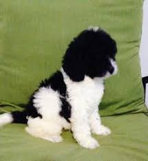 Labradoodle puppies nc, labradoodles dc, available goldendoodles nc. 33 Chilipuca S Stuff Ideas Doggy Pets Puppies