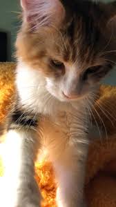 We did not find results for: Pin On Kedi