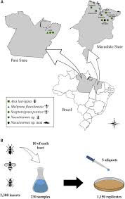 Is your surname el khoury? Selective Isolation Of Agents Of Chromoblastomycosis From Insect Associated Environmental Sources Sciencedirect