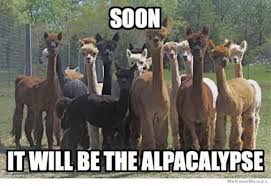 Twisted Strait Fibers Be Afraid Be Very Afraid Https Cheezburger Com 4160005 15 Hilarious Alpaca Memes That Will Have You Laughing All Day Facebook