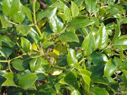 Image result for Cassinopsis ilicifolia