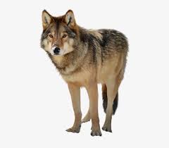Here you can download 151+ wolf png hd images on pngimagesfree. Best Free Wolf Png Clipart Wolf Png Transparent Free Transparent Png Download Pngkey