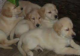 Akc golden retriever puppies 366.61 miles. Paradise Golden Retrievers