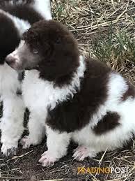 Poodles come in many colors, among them white, black, gray, apricot, red, brindle, sable, silver, and parti. Standard Parti Poodle Puppies