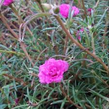 Mouse Rose Krokot Mawar Tikus Mawar Kecil Bunga Hias Bunga Taman Rumput Berbunga Shopee Indonesia
