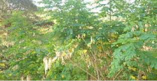 Image result for Calpurnia aurea