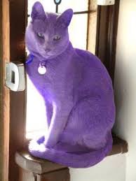 Purple Cat Purple Cat Purple Rain Purple