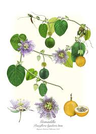 Image result for Passiflora ligularis