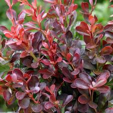 Image result for Berberis thunbergii