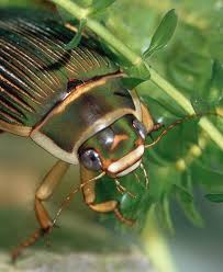 Image result for Dyschoriste multicaulis