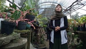 Jika salah pilih, ruangan akan terlihat lebih sempit dan sulit dibersihkan.meskipun demikian, anda tidak perlu khawatir. Sejarah Tanaman Hias Hingga Ketenaran Janda Bolong Tergantikan Aglonema Super Red Faktualnews Co