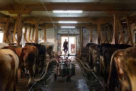 Am 17 vaci acum în grajd pentru care cel mai bun preț oferit a fost de 4 lei kg în viu. Familia De La FermÄƒ Dor