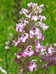 Check spelling or type a new query. Little Elephant Heads Pedicularis Attollens