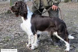 Image result for anglický špringršpaněl