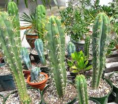 Find many great new & used options and get the best deals for peruvian torch cactus (trichocereus peruvianus) 20 seeds at the best online prices at ebay! Peruvian Torch Cactus Dried Powder Incense Trichocereus Peruvianus Sacred Seed Garden Supply