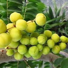 Image result for Phyllanthus parvus