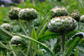 With a more delicate flavour than other artichokes, the violet de provence produces an abundance of tender and flavoursome purple heads year after year. How To Grow Globe Artichokes Rhs Gardening