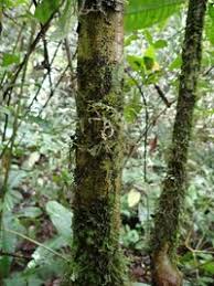 Image result for Massularia