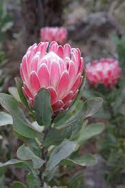 Pin On Eudicots Loi