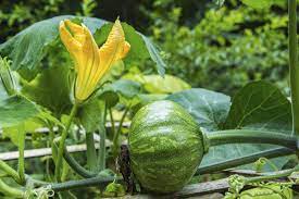 How To Grow Kabocha Pumpkin Vines Ehow Com Pumpkin Vine Growing Pumpkins Pumpkin Garden