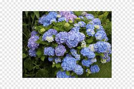 Also called french hydrangeas, florist's hydrangeas, & hortensia. Soil Ph Png Images Pngegg