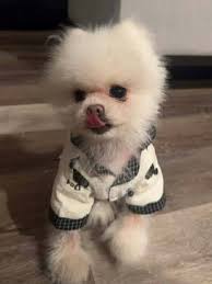 Lost chino pet found