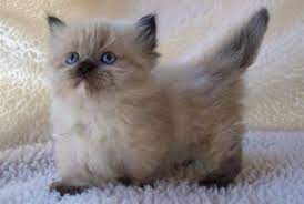 20 Fun Facts You Didn T Know About Himalayan Cats
